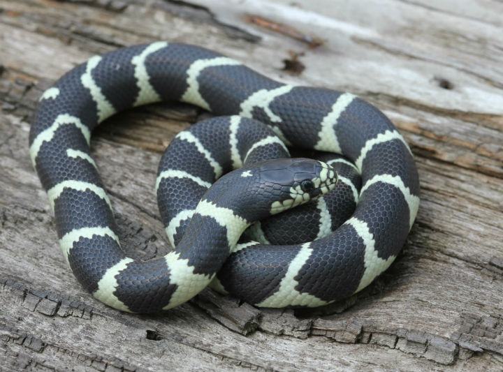 California Kingsnake